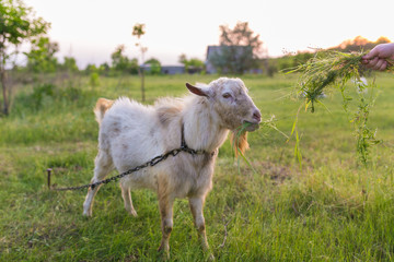 Portrait of a goat eating a grass on meadow