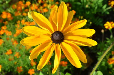 Gelber Sonnenhut - Rudbeckien - Sommerblumen gelb braun 