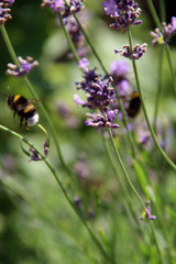 Hummel fliegt im Lavendel