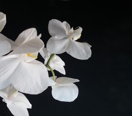Fototapeta na wymiar Weiße Orchideenblüte auf schwarzem Grund