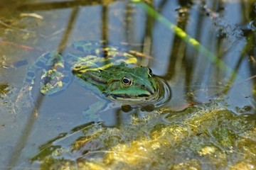 Schwimmender Teichfrosch zwischen Pflanzen 
