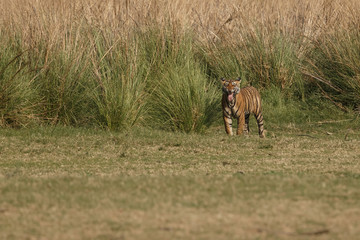 Tiger fleming