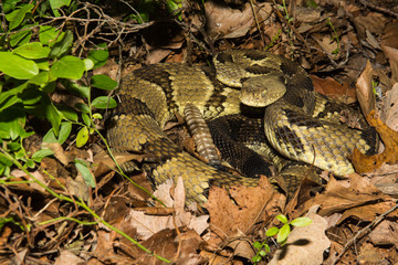 Obraz premium Timber Rattlesnake