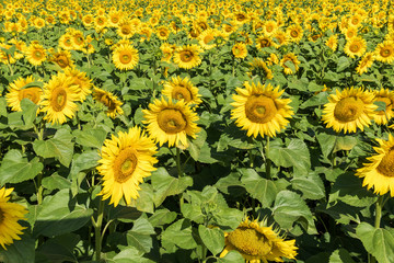 Sunflower field