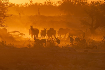 Zebras and springbok walking into a dusty sunset