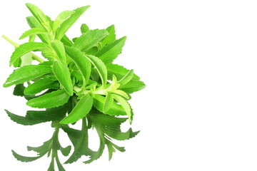 stevia sugar substitute herbs with shadow in pure white background