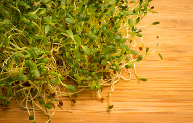 fresh alfalfa sprouts close up