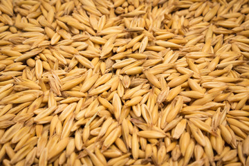 oat grain closeup