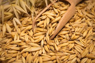 oat grain closeup