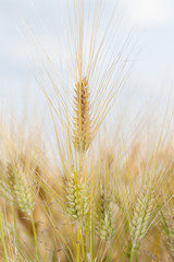 Gerste (Hordeum vulgare)