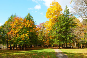 Naklejka premium Autumn scene