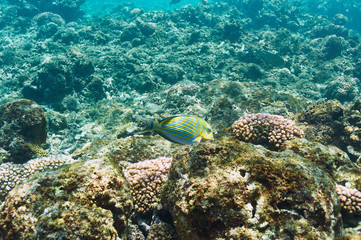 Coral reef and fish