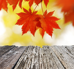 Naklejka na ściany i meble Autumn maple leaves