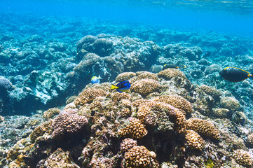 Coral reef and fish