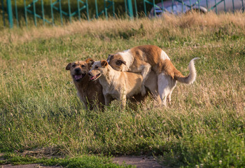 Fototapeta na wymiar Stray dogs mating in the town lawn