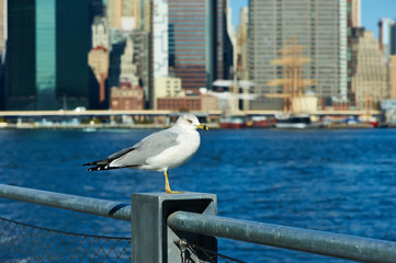 Seagull with Manhattan in background.