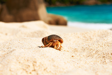 Hermit crab at beach