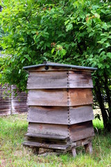 Fototapeta premium Bee hive