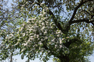 Tree full of cherry blossom