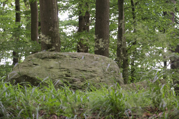 A single stone of an ancient megalithic tomb near the town Schmiedkow in Mecklenburg-Vorpommern,...