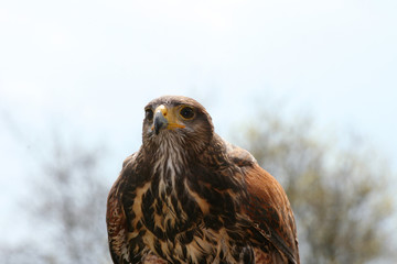 Buzzard  (Buteo)