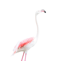 Flamingo isolated on white background. This has clipping path.