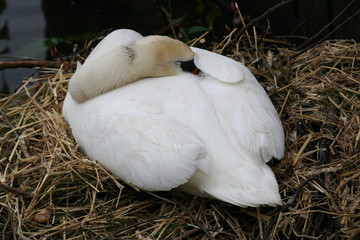 Nesting swan (Hallstatt)