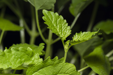 fresh lemon balm leaves plants