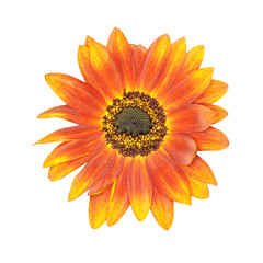 Orange flower isolated on white background. This has clipping pa