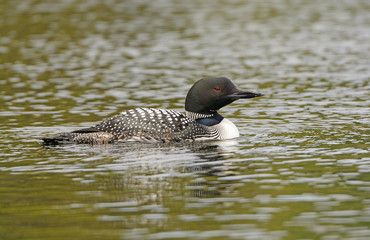 Common Loon on a North Woods Lake