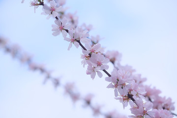 Background with the image of cherry blossoms