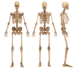 skeleton
