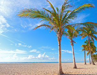 Palm trees landscape on a beautiful sunny summer afternoon in Miami Beach Florida with ocean and blue sky in the background