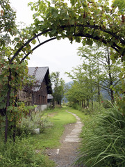 ワイナリーの小道