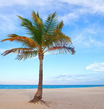 Palm tree on a beautiful sunny summer afternoon in Miami Beach Florida with ocean and blue sky in the background