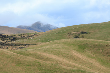 Obraz premium A flock of sheep on the hill in the mist