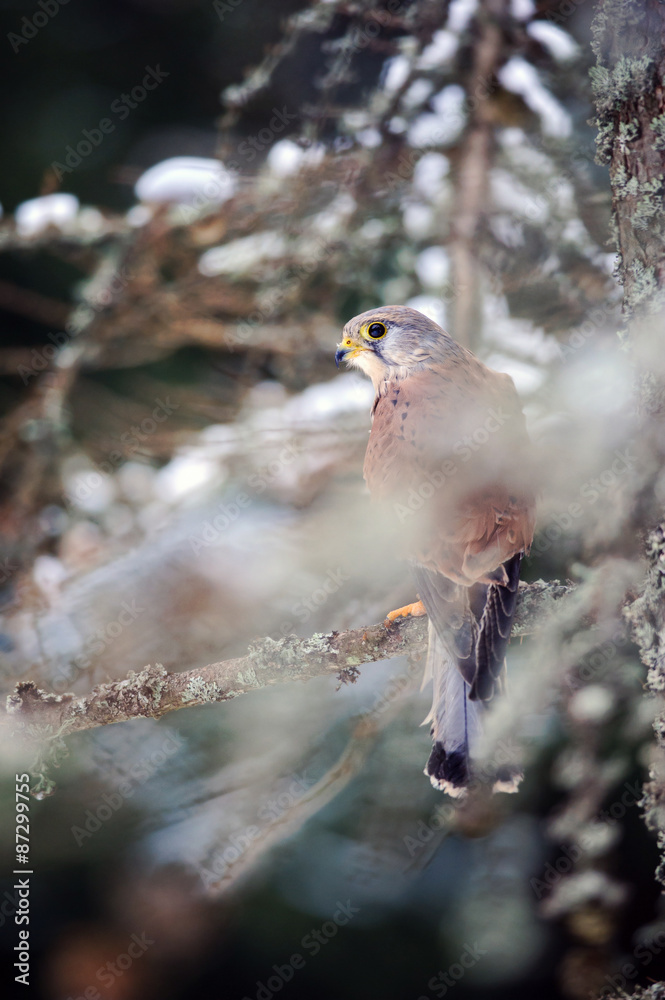 Poster common kestrel sitting in winter on coniferous tree with lichen