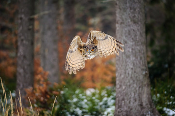 Fototapeta premium Flying Eurasian Eagle Owl in colorfull winter forest