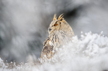 Eurasian Eagle Owl sitting on the ground with snow in winter time