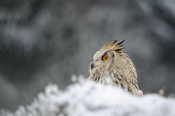 Eurasian Eagle Owl sitting on the ground with snow in winter time
