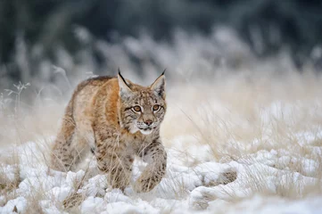 Keuken foto achterwand Lynx Euraziatische lynxwelp die op sneeuw loopt met hoog geel gras op de achtergrond