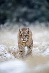 Gordijnen Eurasian lynx cub on snowy ground © Stanislav Duben