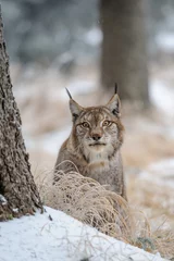 Fotobehang Eurasian lynx between trees in winter time © Stanislav Duben