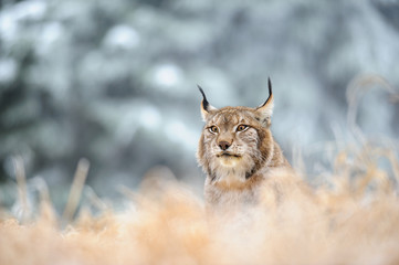 Naklejka premium Eurasian lynx sitting on ground in winter time