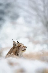 Fotobehang Eurasian lynx sitting on ground in winter time © Stanislav Duben