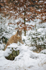 Eurasian lynx cub lying in winter colorful forest with snow