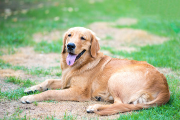 Golden Retriever 6 month old puppy