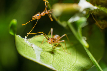 red ant