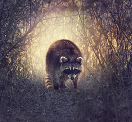 Wild Raccoon