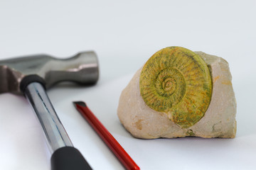 化石と発掘道具
